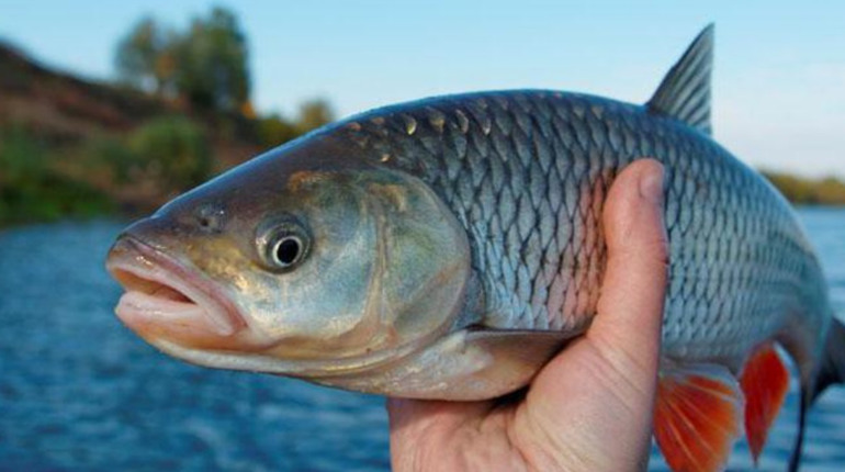 Вперше в Україні: на Київщині Канівське водосховище зарибили за кошти риболовецьких аукціонів