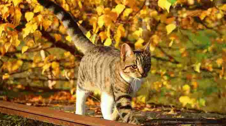 Погода на лівобережжі Херсонщини з19 по 21 листопада: прогноз Українського гідрометеоцентру