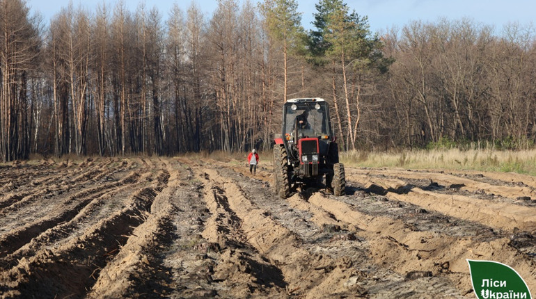На Полтавщині відновлюють ліси після пожеж: висаджено понад 137 гектарів