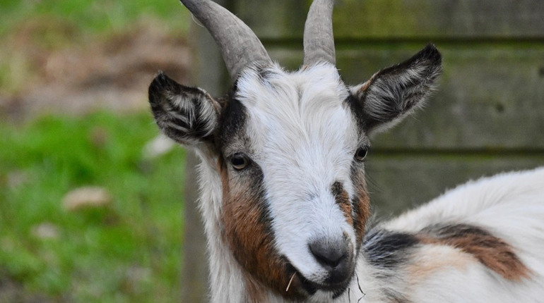 На Одещині жінка загинула на коліях, намагаючись врятувати козу
