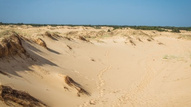 Висушена земля, пилові бурі, зникаючі степи — війна прискорила опустелювання на півдні України