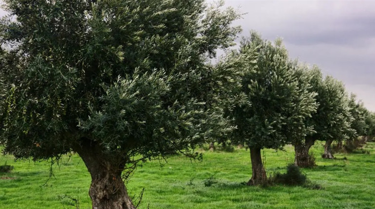 26 листопада: Всесвітній день оливкового дерева, День боротьби з ожирінням та інші свята, події