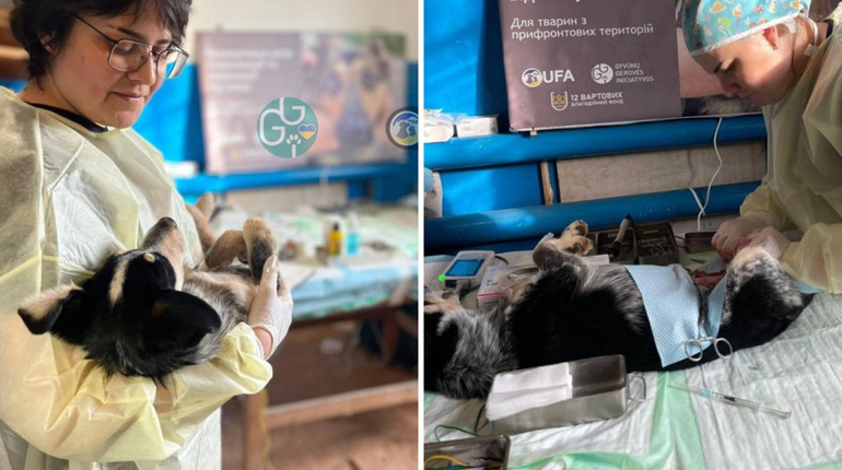 У Глухові простерилізували сотню безхатніх тварин