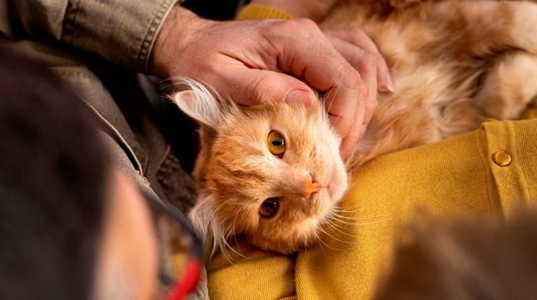 Лишаються лічені дні: Нацбанк закликає українців здавати монети на допомогу тваринам