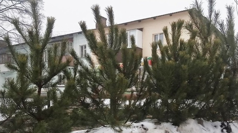 Скільки коштуватимуть новорічні деревця у філіях Слобожанського лісового офісу