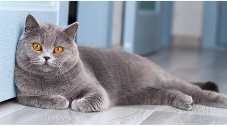 Породи сірих котів та риси їхнього характеру