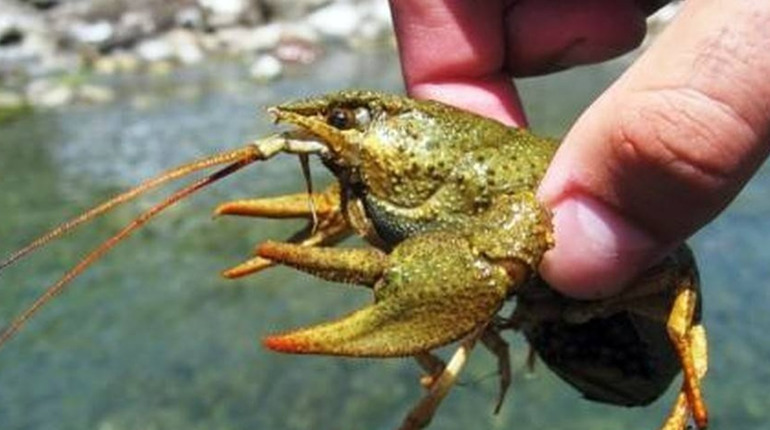 Заборона на вилов раків у Черкаській області: що потрібно знати