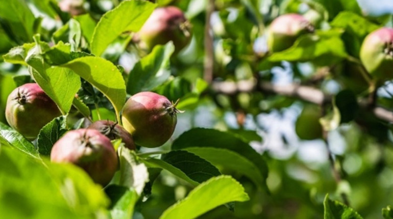 Догляд за яблунею восени: корисні поради