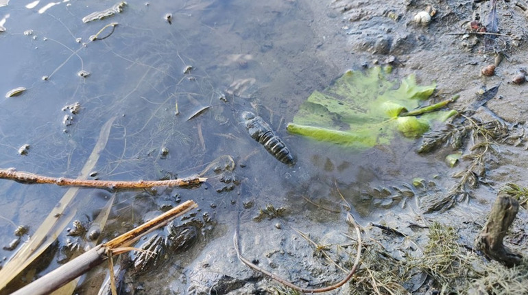 Щорічно і незмінно: в Україні стартує заборона на вилов раків. Рибалок закликають не нехтувати цим