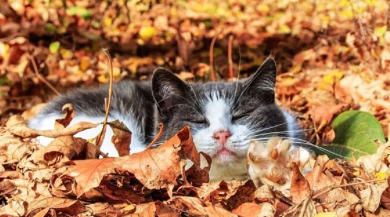 Погода на лівобережжі Херсонщини з 29 листопада по 1 грудня: прогноз Українського гідрометеоцентру