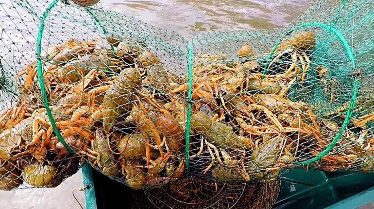 В Одеській області заборонили ловити раки до літа 2026 року