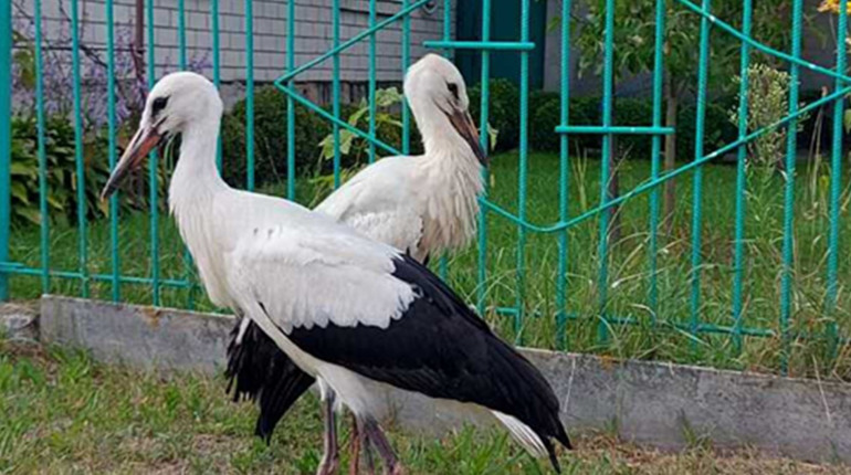 Один лелека вибрав небо, інший залишився на землі. Реальна історія, що сталася в Корюківці