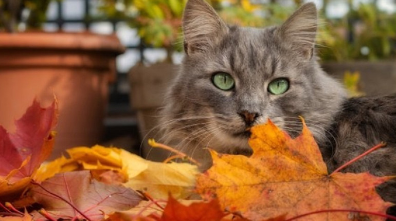 Погода на лівобережжі Херсонщини з 2 по 4 грудня: прогноз Українського гідрометеоцентру