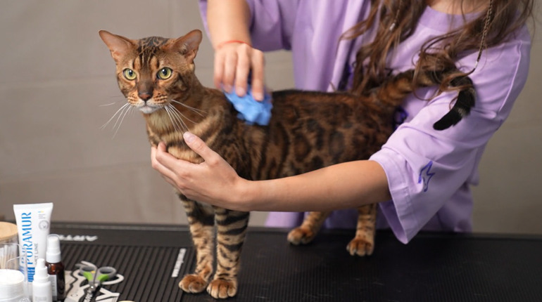 Догляд за улюбленцями вдома: безкоштовний онлайн-курс з грумінгу доступний для всіх