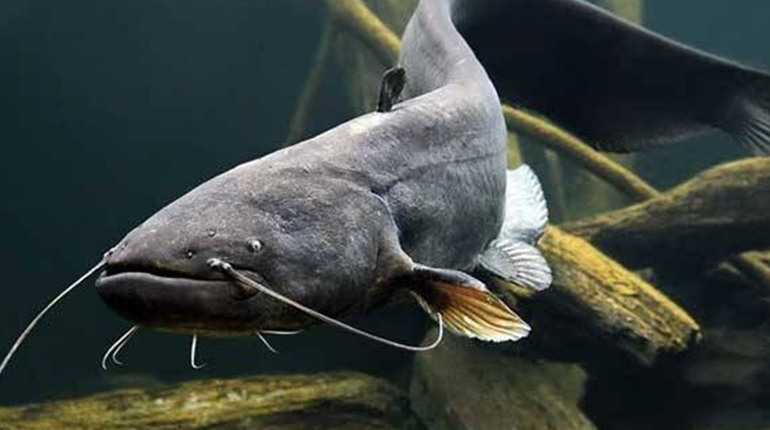 На Чернігівщині водиться найбільша в Європі прісноводна риба