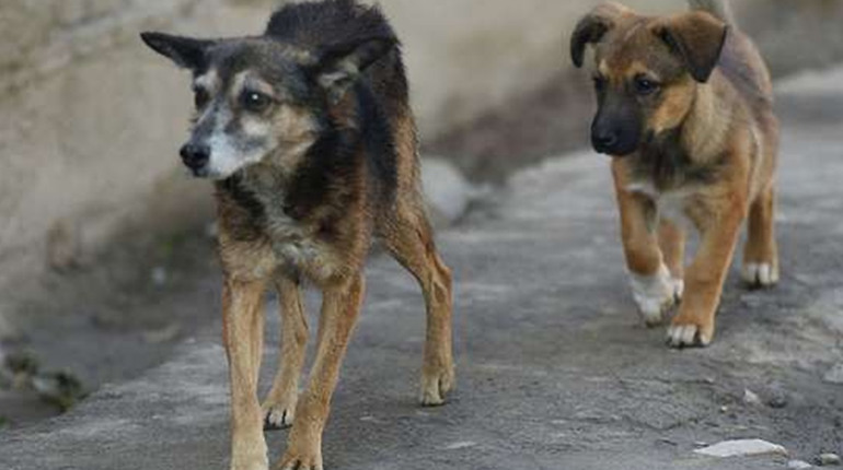 Безпека людей і гуманність до тварин: як Балта вирішує проблему агресивних собак