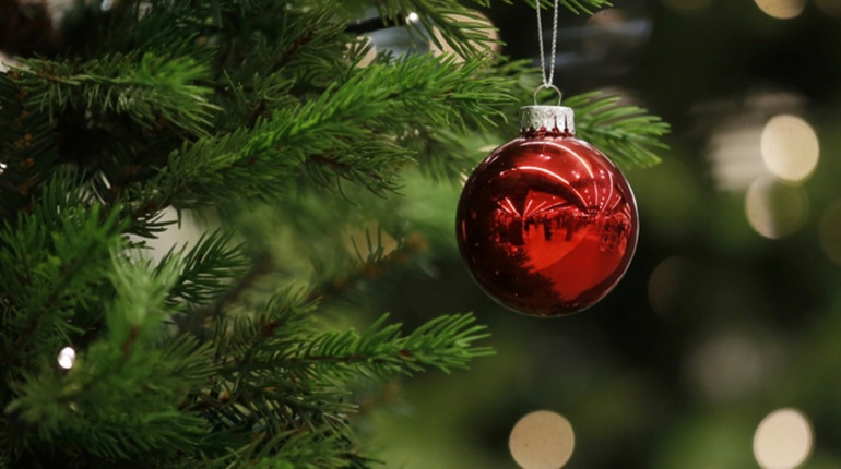 ДП «Ліси України» розпочало продаж різдвяних ялинок. Де можна придбати на Гадяччині