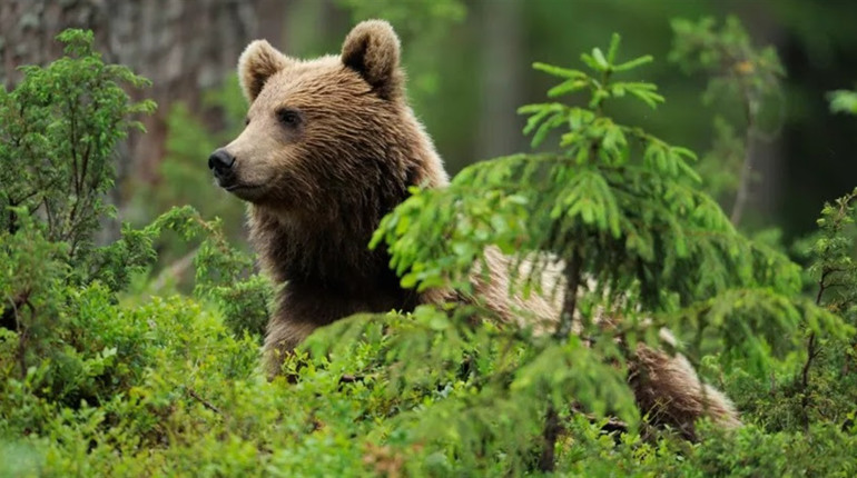 4 грудня: Всесвітній день охорони дикої природи, Міжнародний день банків та інші свята, події, дати