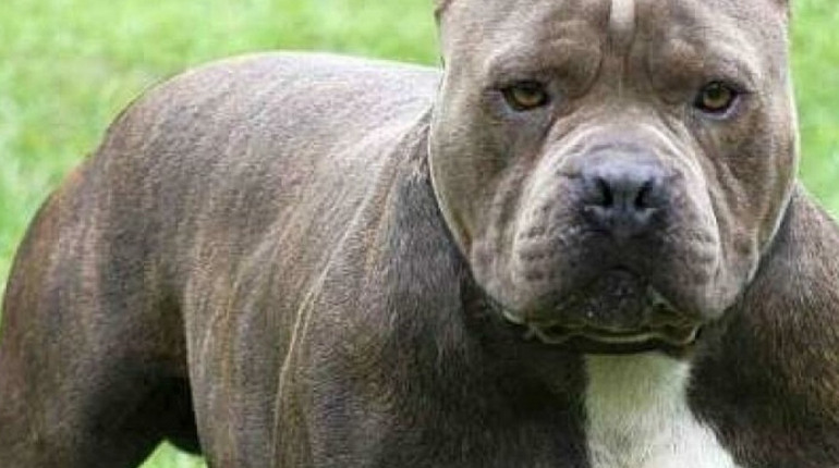 У Полтаві собака напав на поліцейських, тварину на правоохоронців спустив її господар