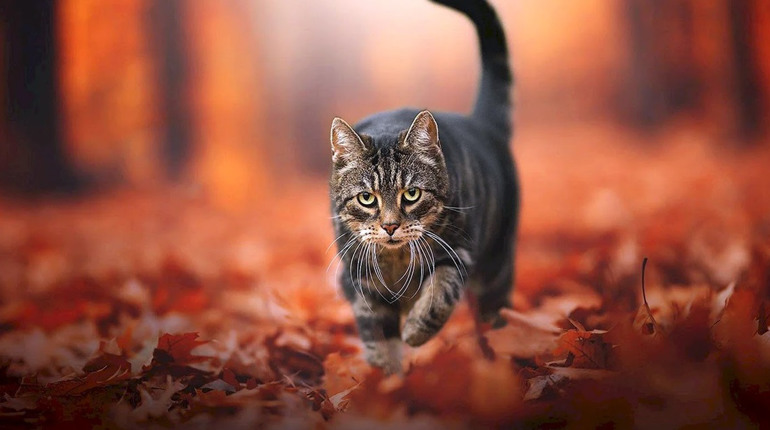 Погода на лівобережжі Херсонщини з 8 по 10 грудня: прогноз Українського гідрометеоцентру