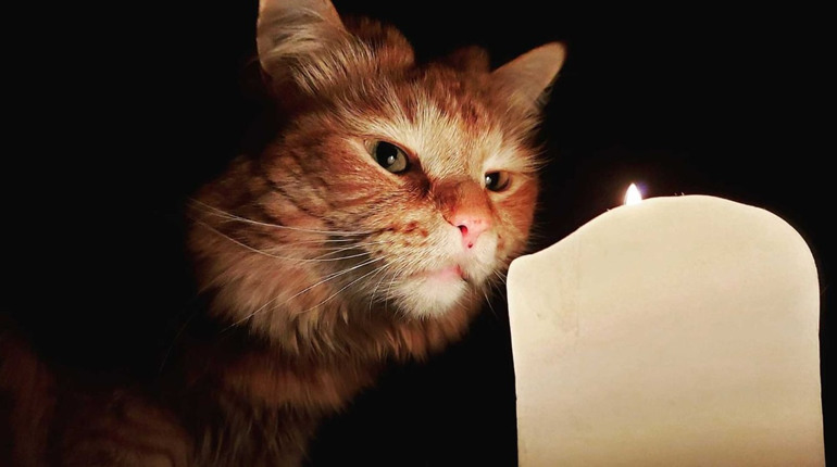 У вівторок дві вулиці в Глухові залишаться без світла