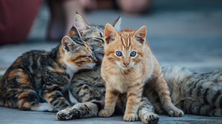 Безкоштовне щеплення домашніх тварин від сказу на Кагарличчині: де проводитимуть 9 грудня