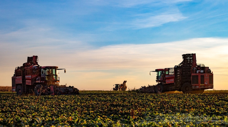 На Полтавщині зібрали понад мільйон тонн цукрових буряків