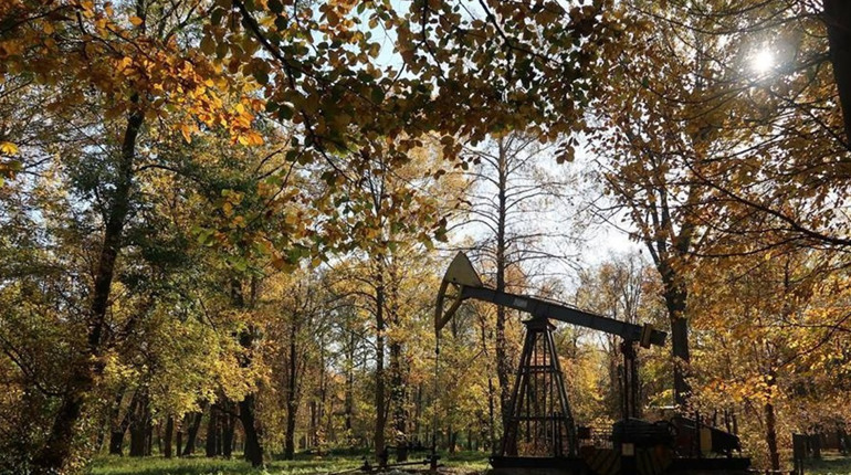 Бориславська громада серед восьми в Україні, де ліс і туризм будуть розвивати за кошти ЄС