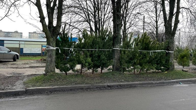 Скільки коштує новорічне дерево у Жовтих Водах та як перевірити ялинку у 2025 році