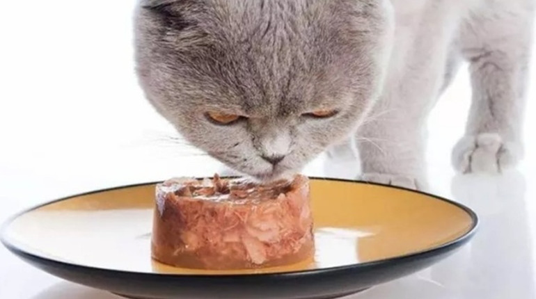 Найкращий вологий корм для котів: корисні рекомендації для українських господарів