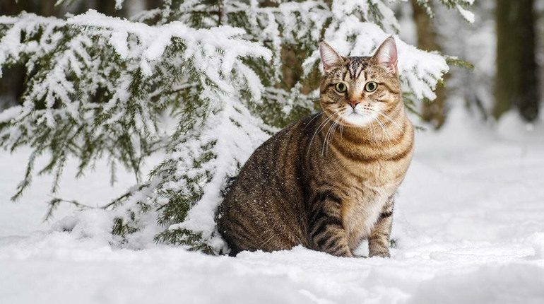Погода на лівобережжі Херсонщини з 27 по 29 грудня: прогноз Українського гідрометеоцентру