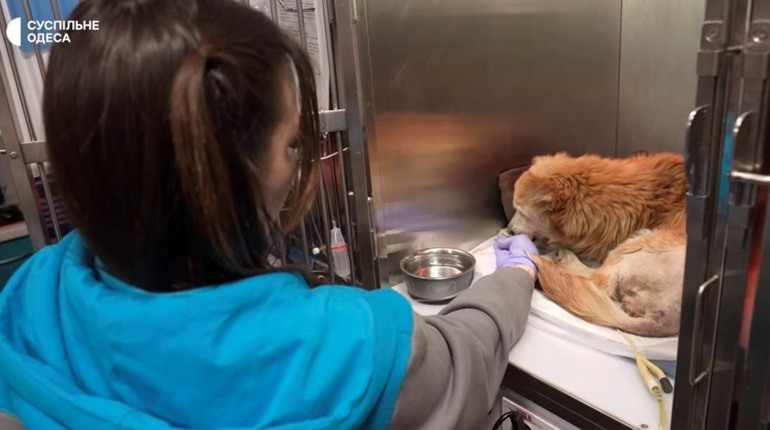 В Одесі рятують собаку, який постраждав під час атаки по мосту в Маяках