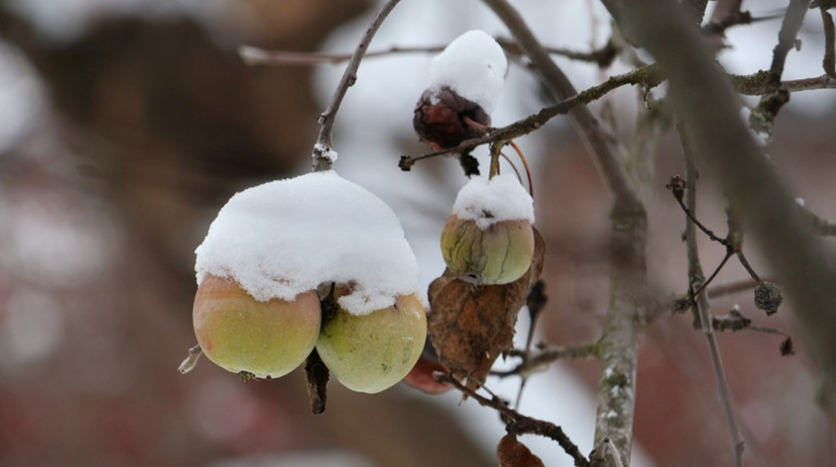 Зимові морози 2025: як розпізнати переохолодження і надати першу допомогу