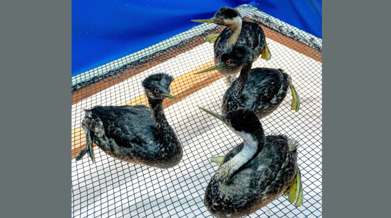 Екологічна катастрофа в Одесі стала пасткою і причиною загибелі водоплавних птахів