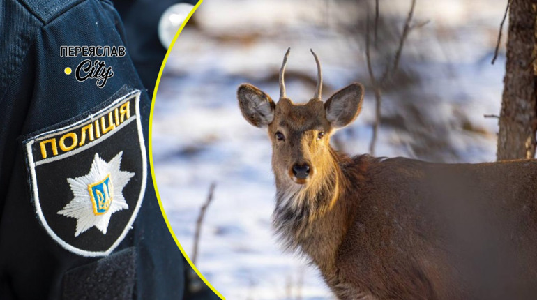 Вулицями Переяслава вдень бігав молодий олень: хроніка поліції