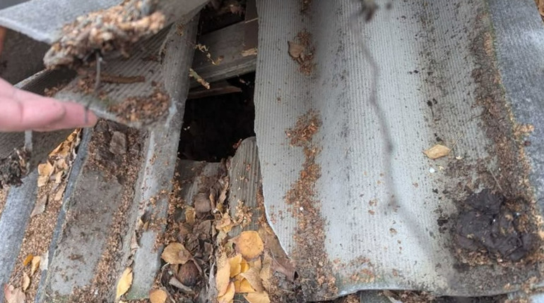 Звернення до редакції через плісняву в ліцеї «Престиж»: як відреагувала влада Первомайська