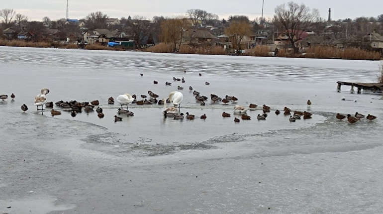 Скута льодом річка Кодима та птахи, що не полетіли: чому людська допомога зараз вирішальна
