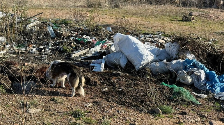 Легальна безкарність: кейс Первомайщини як індикатор вигідного знищення довкілля в Україні