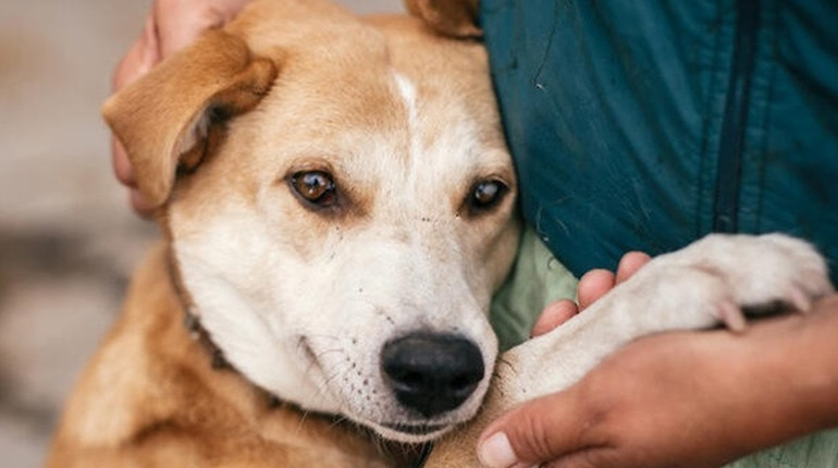 Реєструвати та прибирати на прогулянці: які ще правила утримання домашніх улюбленців на Полонщині