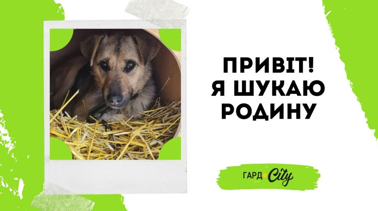 Собачка Ніка у пошуках родини: господарка через стан здоров'я вже не має змоги дбати про тваринку