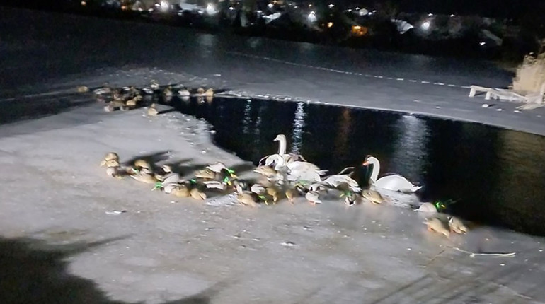 Лебідь на льоду: балтяни склали іспит на людяність