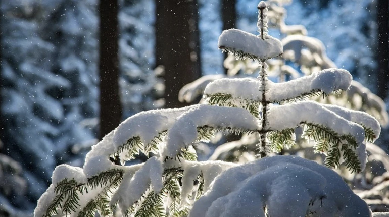 Морози, хуртовини та сніг: прогноз погоди у Гадячі на тиждень