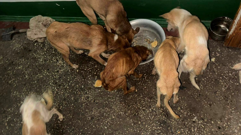 Коли "порятунок" стає катуванням: волонтери з Фастова просять допомоги для врятованих собак