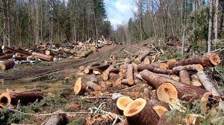 Незаконні рубки та мільйонні збитки: на Полтавщині до судів передали понад 130 екосправ