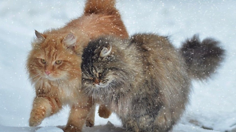 Погода на лівобережжі Херсонщини з 15 по 17 січня: прогноз Українського гідрометеоцентру