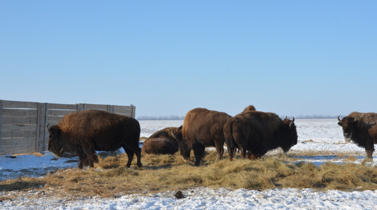 Критична зима для “Асканії-Нова”: науковці попереджають про загрозу масової загибелі тварин