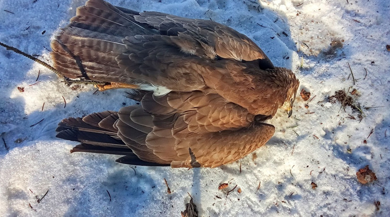 Зима дістала всіх...Птахи гинуть від холоду прямо на деревах..