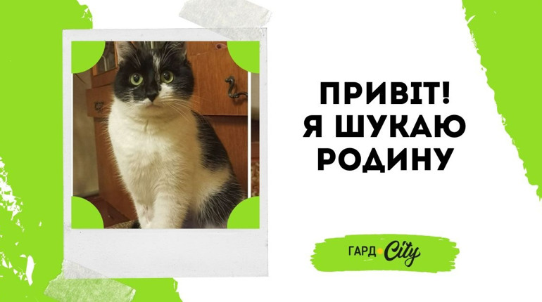 Красуня киця, спокійна та розумна, чекає на свою людину
