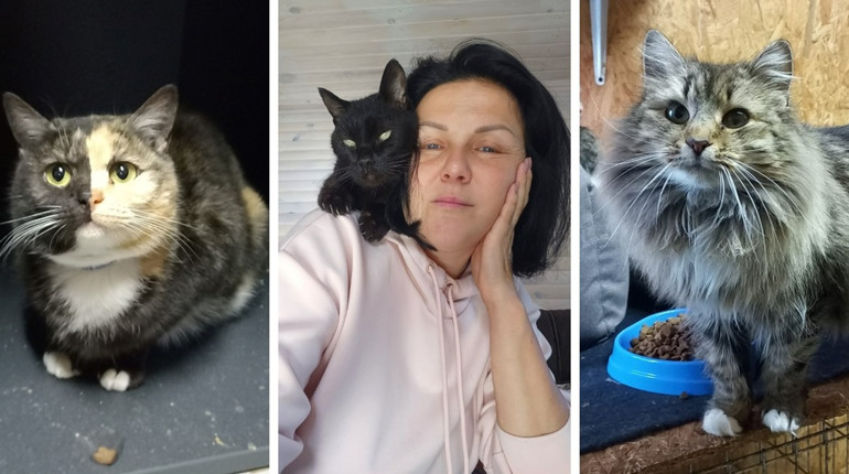 «Дім котів» прихистив понад пів сотні котиків з прифронтових міст: притулок потребує підтримки