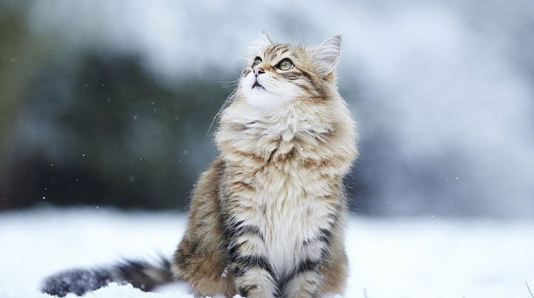 Погода на лівобережжі Херсонщини з 26 по 28 січня: прогноз Українського гідрометеоцентру